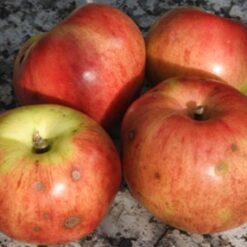 Bio-Apfel Rote Schafnase