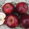 Bio-Apfel Roter von Simonfii (= Zigeunerapfel)