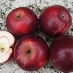 Bio-Apfel Roter von Simonfii (= Zigeunerapfel)
