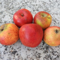 Bio-Apfel Schmidberger Renette (= Plankenapfel)