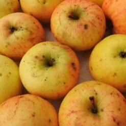 Bio-Apfel Schöner von Wiltshire