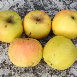 Bio-Apfel Sirius