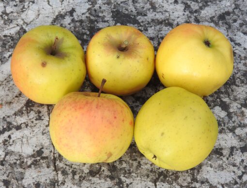 Bio-Apfel Sirius