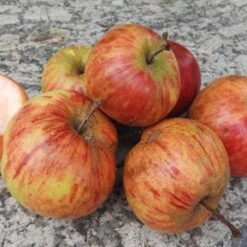 Bio-Apfel Sommerzimtapfel