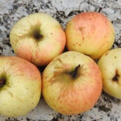 Bio-Apfel Spätblühender Taffetapfel