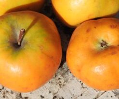 Bio-Apfel Sternapi