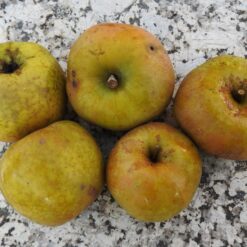 Bio-Apfel Weiße Kanadarenette