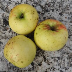 Bio-Apfel Weißer Winterkalvill
