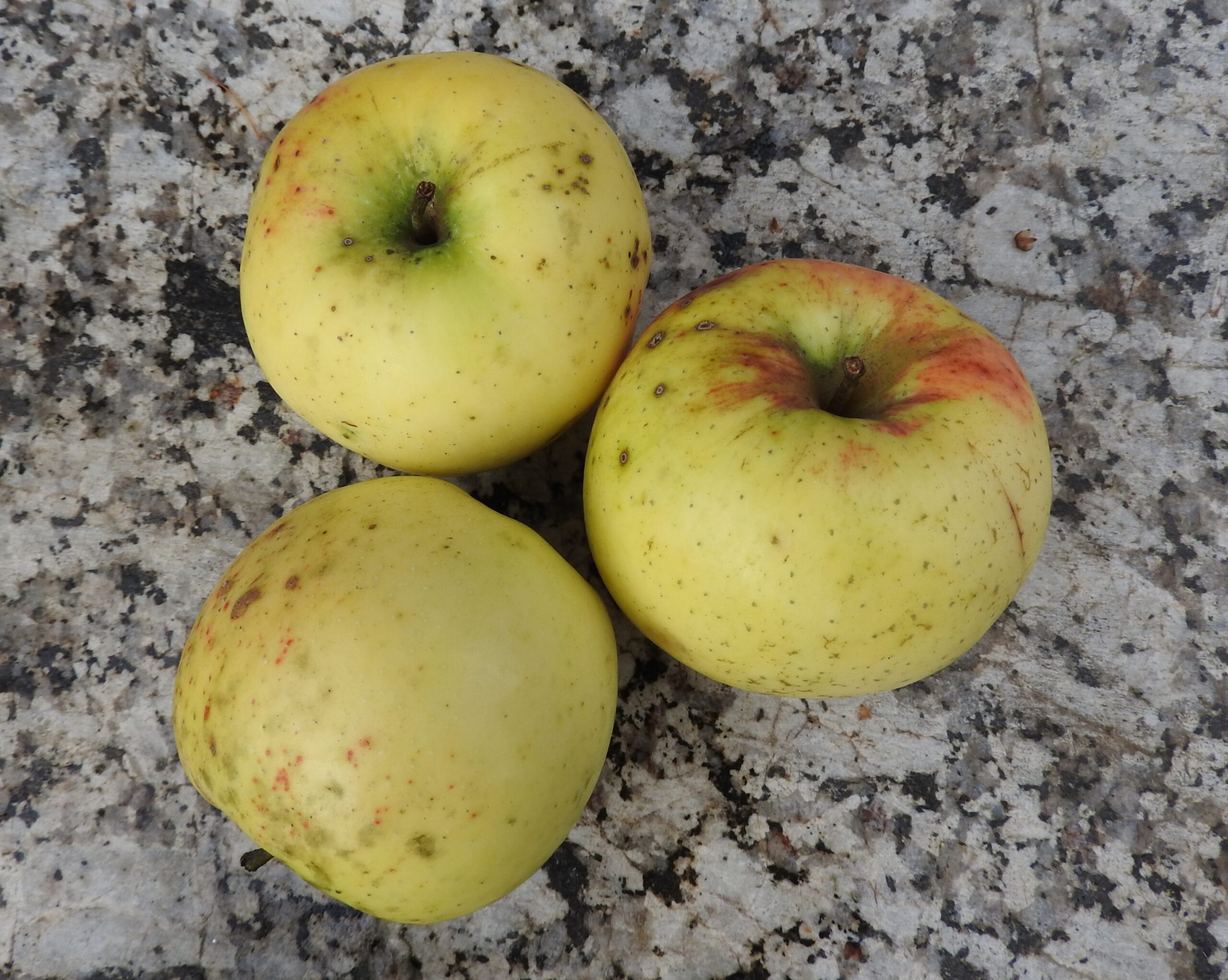 Bio-Apfel Weißer Winterkalvill