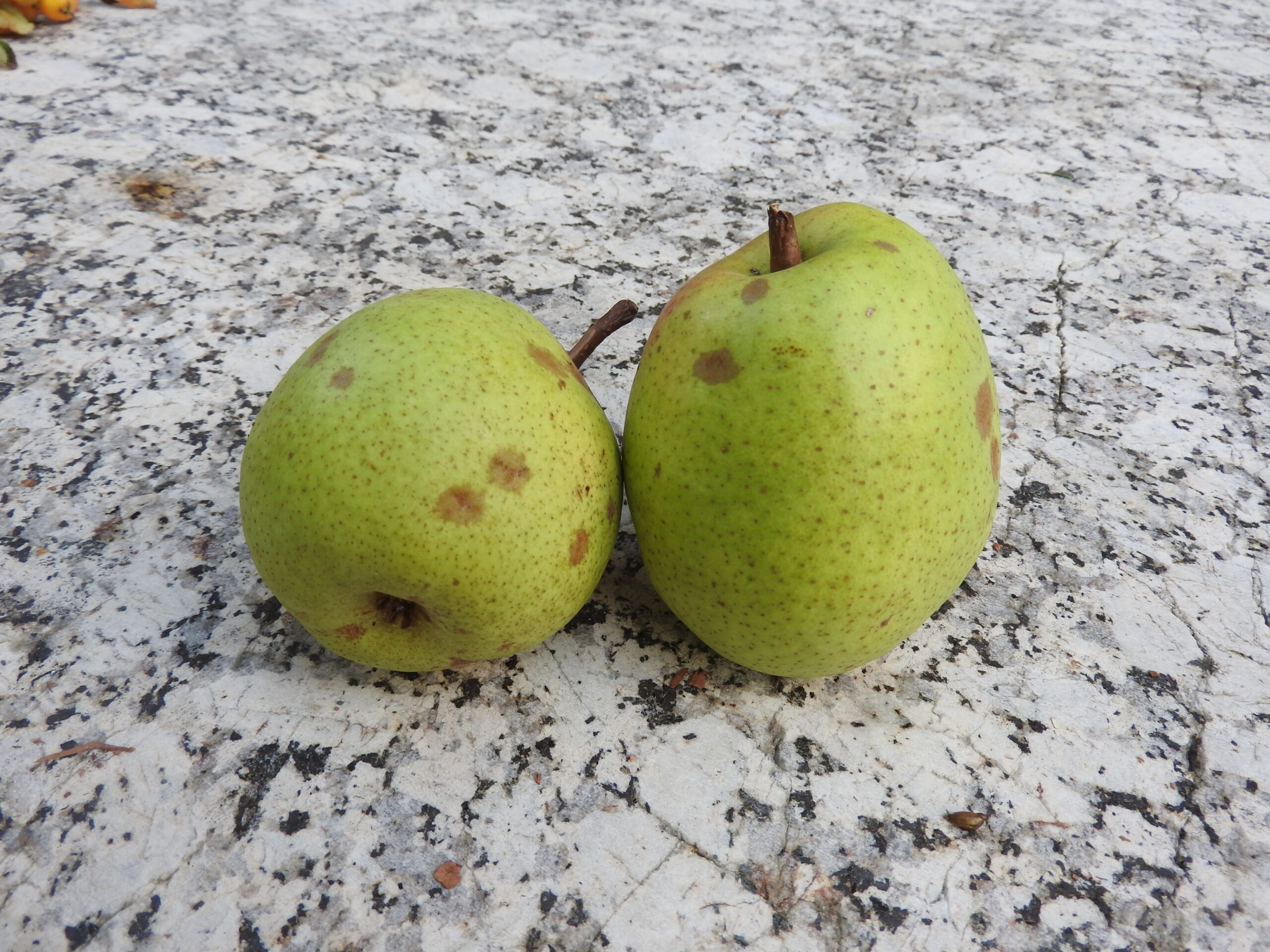 Bio-Birne Alexander Lucas