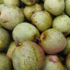 Bio-Birne Doppelte Philippsbirne