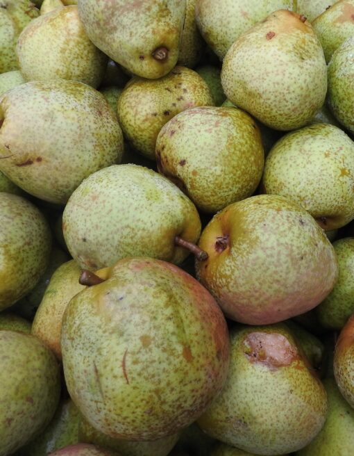 Bio-Birne Doppelte Philippsbirne