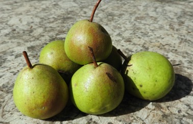 Bio-Mostbirne Landlbirne