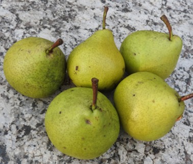 Bio-Mostbirne Speckbirne