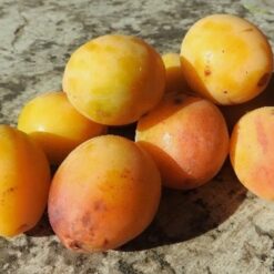 Bio-Zwetschke Aprimira