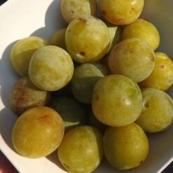 Bio-Kriecherl Große Gelbe