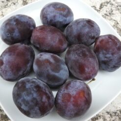 Bio-Zwetschke Hanita