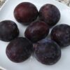 Bio-Zwetschke Kirkespflaume