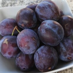 Bio-Zwetschke Schönberger Zwetschke