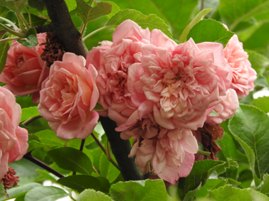 Kletterrose Paul Noël