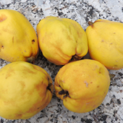 Bio-Apfelquitte Cydora®