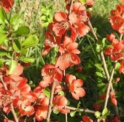 Bio-Scheinquitte Cido Red
