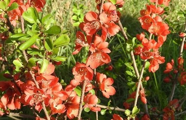 Bio-Scheinquitte Cido Red